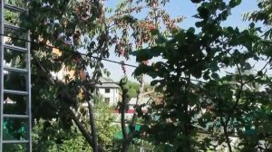 Простой способ защитить от птиц черешню, вишню, клубнику и другие растения