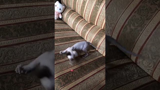 Котёнок сфинкс (МАУ) играет с лазерной указкой смотреть онлайн