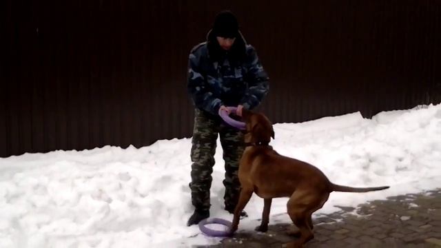 Кане корсо и немецкая овчарка. Игры с собаками как способ тренировки. смотреть онлайн