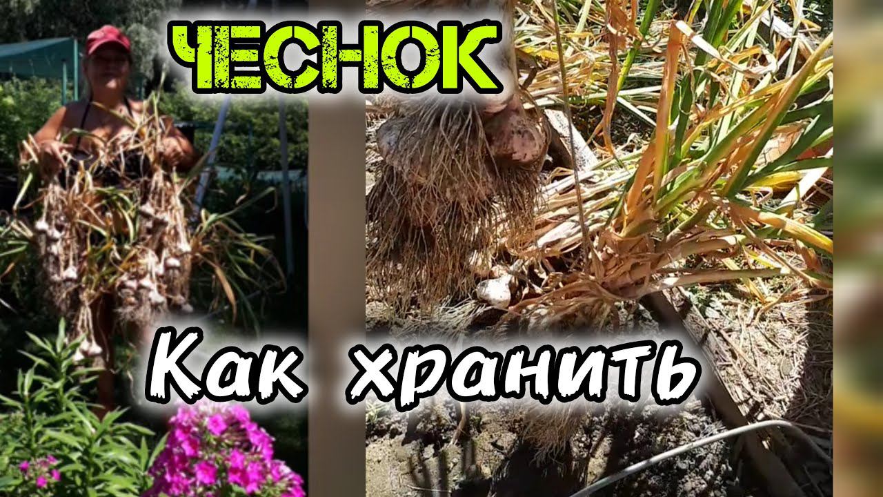 Копаю ЧЕСНОК 12 июля на Петра и Павла!  Главное Как сохранить чеснок до следующего урожая! смотреть онлайн