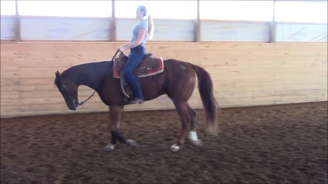 Cora Wyers NCAA Equestrian Recruitment Video смотреть онлайн