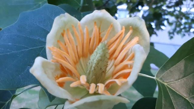 Как цветет тюльпановое дерево? А Вы знаете, что есть такое? смотреть онлайн