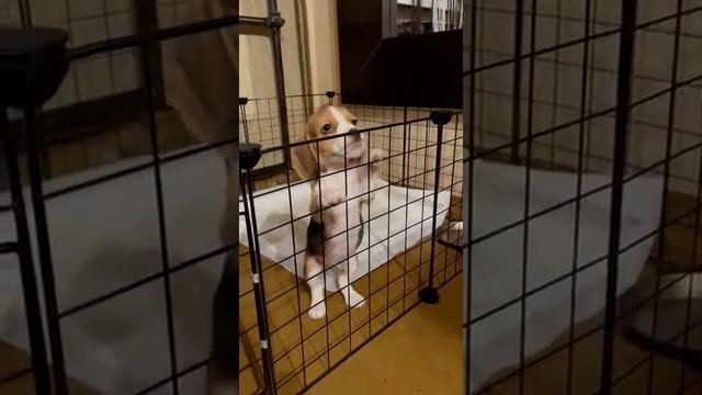 Квартира у щенка Бигль. смотреть онлайн