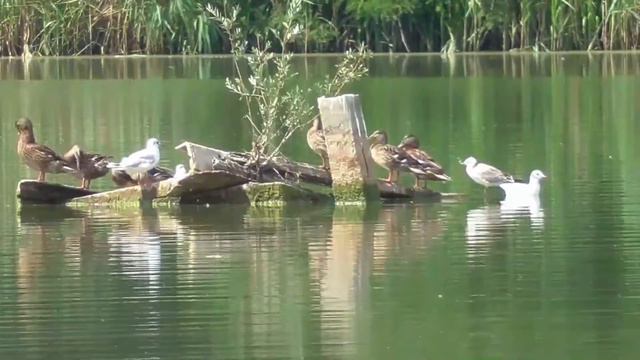 ОБИТАТЕЛИ ДАВНО ЗАТОНУВШЕГО ЗЕМСНАРЯДА. Sunken Dredger