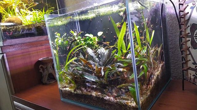 Рослини в акваріумі пускають пухирі повітря після підміни води. Життя в акваріумі #акваріум @MFTank смотреть онлайн