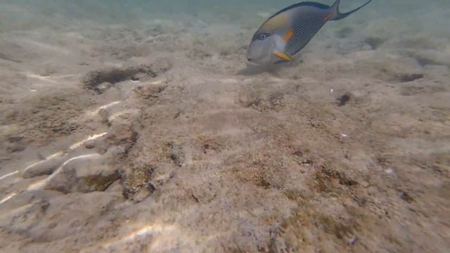 Royal Grand Sharm 5*. Shallow water 2-3 meters from coastal line. Xiaomi Yi. November 2019 смотреть онлайн