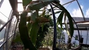 Фрукт дракона или питайя. Выращивание в горшках, дома.