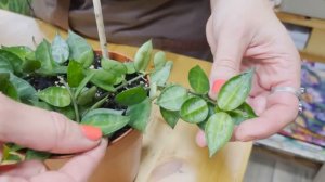 Обзор сортов ХОЙИ | Тропическая лиана хойя | Неприхотливые комнатные растения