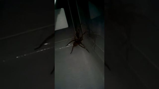 Aggressive when putting Phoneutria fera 1.0 male animal(5) смотреть онлайн
