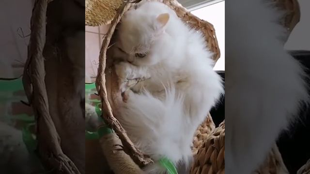 Персидская кошка лежит в корзинке смотреть онлайн
