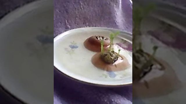 КАК ВЫРАСТИТЬ ЛЕГКО СЕМЕНА МОРКОВИ ДОМА смотреть онлайн