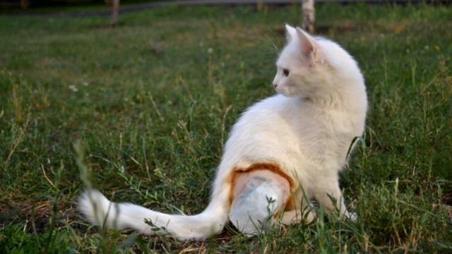 Кота вырвали из пасти бездомной собаки, и теперь он всё время благодарит свою спасительницу смотреть онлайн