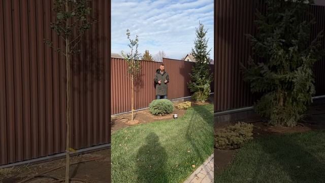 Сосна Ватерери смотреть онлайн