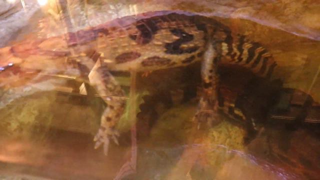 Гавиалский крокодил - Ялинский крокодиляриум.