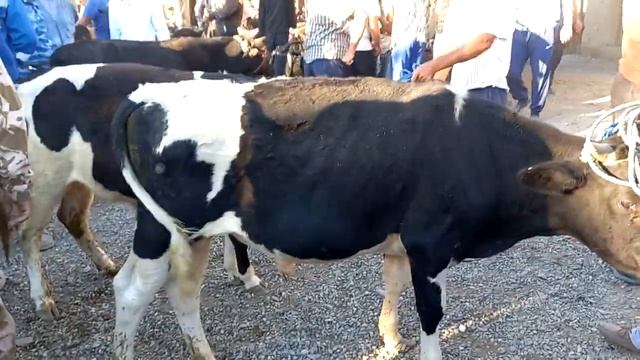 Букачойи Зотий Алайски Голиштин Чёрный пестр. Мол Бозори Куркат928893294???☎️ смотреть онлайн