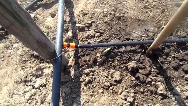 посадка винограда весной || виноград черенок ||сажать виноград смотреть онлайн