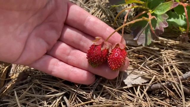 сорт "Купчиха" - маленькая, но вкусная. смотреть онлайн