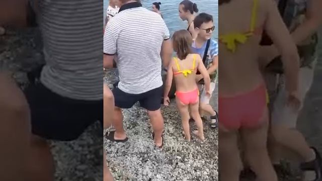 ‼️Трупы свиней прибивает к берегу Ялты Очевидно, далеко не все хохлы успели съ*баться с островов (h смотреть онлайн