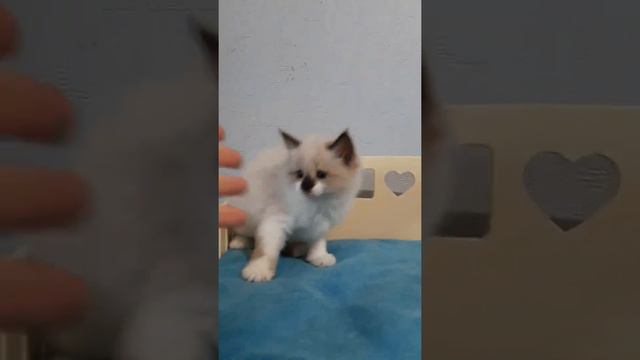 Garmund White Buffalo#meow #котята #nevamasquerade #available #мощь #питомник #сибирская #сибиряк смотреть онлайн