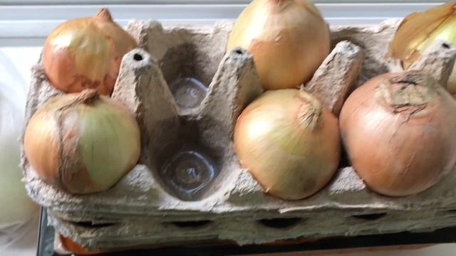 ЛУК НА ПЕРО В КОНТЕЙНЕРЫ ОТ ЯИЦ/ЭКСПЕРИМЕНТ смотреть онлайн