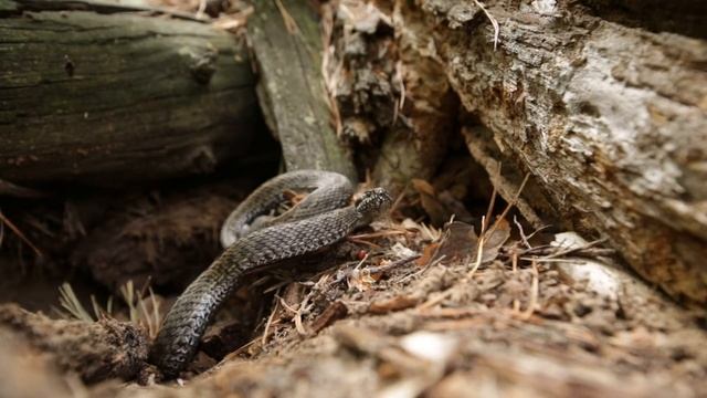 Гадюка степная (2019) / Steppe viper (2019) / Vipera renardi (2019) смотреть онлайн