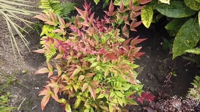 Nandina Domestica Gulf Stream Heavenly Bamboo sacred dwarf evergreen low growing shrub смотреть онлайн