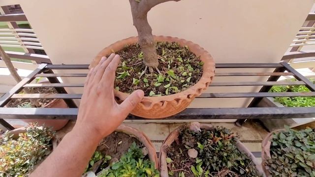Bougainvillea में पत्तियों से ज्यादा फूल कैसे पाएं , Best Bougainvillea fertilizer, 35 days update смотреть онлайн