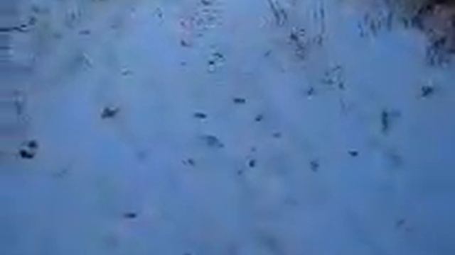 МАТЬ РЕВНУЕТ САМВЕЛА К НАДЕ