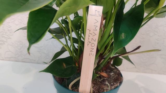 #ЦветыВместе Антуриум Суми Anthurium Sumi 14/50 (UltraHD #4K #3840p60FPS) смотреть онлайн