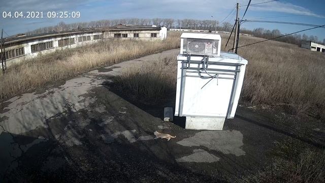Лис в татаново№2 смотреть онлайн