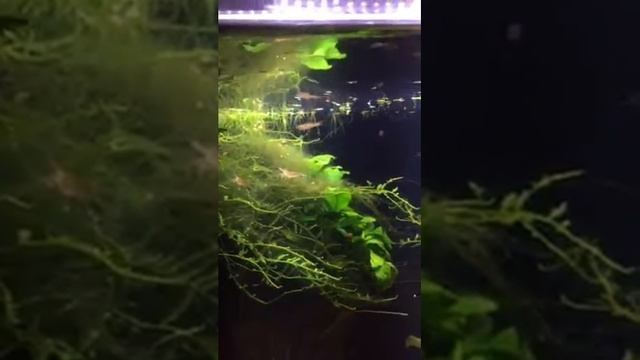 Chili Rasbora (Boraras Brigittae) Schooling