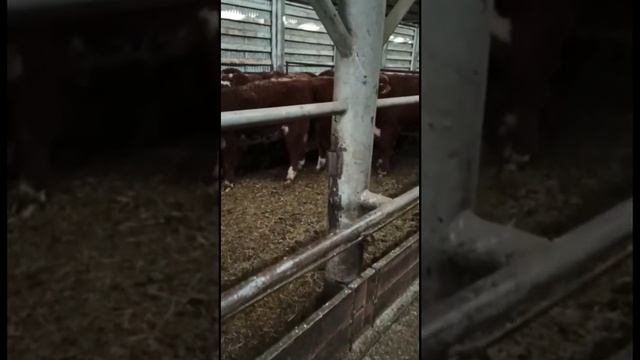 Телята породы Герефорд. Продажа КРС живым весом 24 марта 2021 г. смотреть онлайн