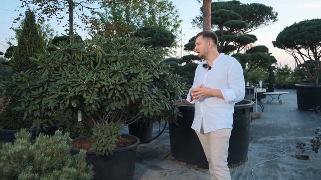 Садовый центр KLS (Рододендрон гибридный) смотреть онлайн
