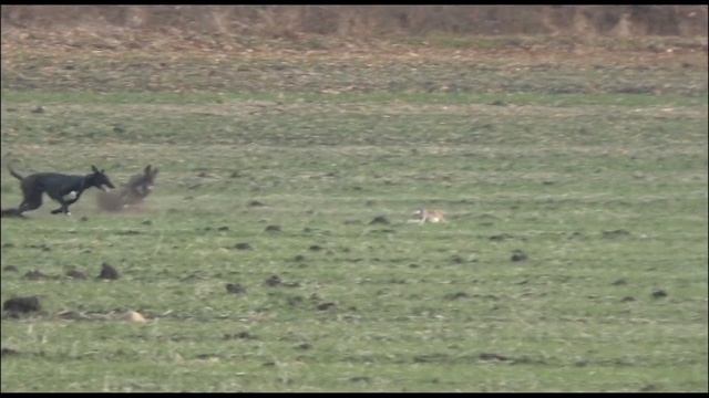 Вьюжа и греи. Охота с борзыми. РПБ и грейхаунд