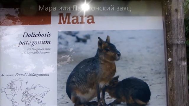 Зоопарк в Зальцбурге (1). Zoo Salzburg смотреть онлайн