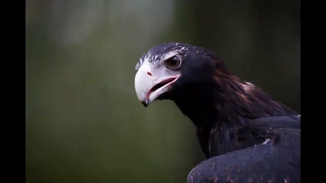 Клинохвостый орел смотреть онлайн