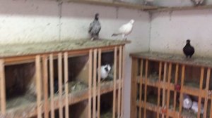 Самый верный метод лечения орнитоза и насморка у голубей!