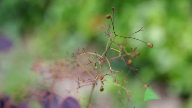 Cotinus coggygriale Royal Purple (Smoke tree/ Smokebush). Скумпия (Париковое дерево) Роял Перпл. смотреть онлайн