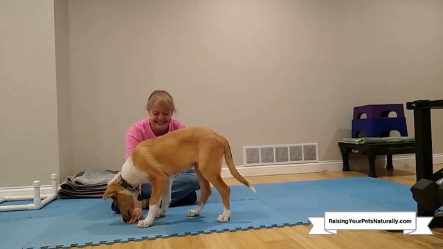 How to Teach a Dog Self Control, Impulse Control and Patience | Impulse Control Games for Dogs смотреть онлайн
