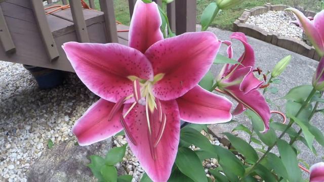 Star gazer Lilly's blooming time lapse смотреть онлайн