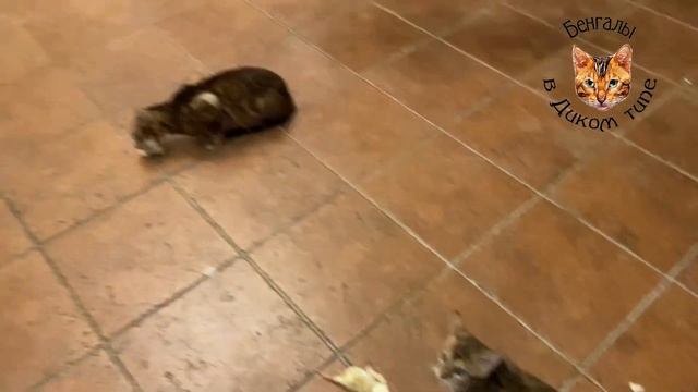 БЕНГАЛЬСКИЕ КОТЯТА, в ДИКОМ ТИПЕ, на ОХОТЕ смотреть онлайн