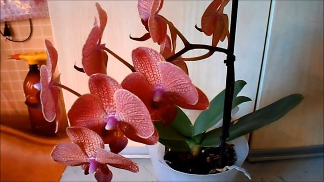 Красавица taida salu ! Кратко об уходе.... смотреть онлайн