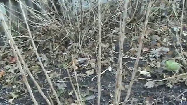 Смородина. Однолетние кусты осенью / Currants. Annual shrubs in the fall смотреть онлайн