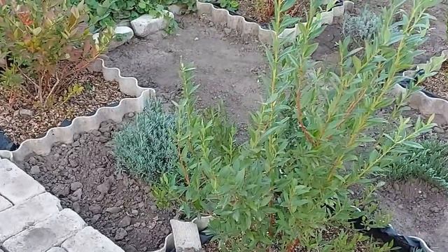 Кусты голубики покраснели. 16.09.21 смотреть онлайн