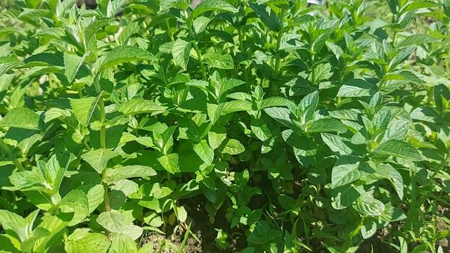 Ciupirea plantelor aromatice - busuioc, cimbru, tarhon , marar смотреть онлайн