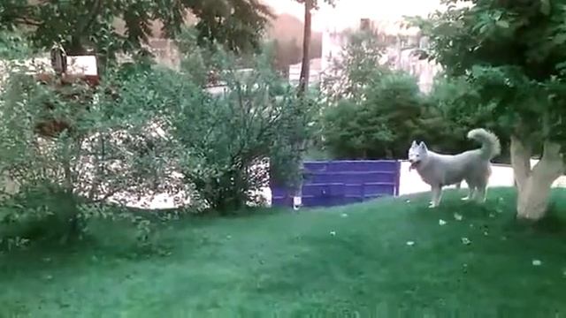 Вот что значит собака смотреть онлайн