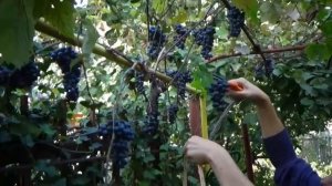 Секатор для сбора винограда, овощей и роз одной рукой! C39