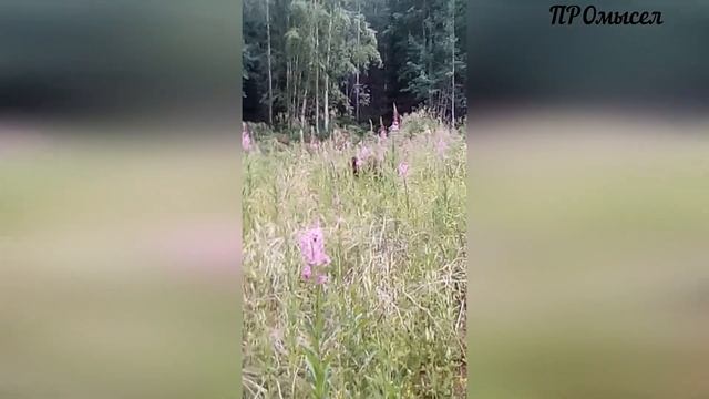 МЕДВЕДЬ ты куда идёшь? Моя встреча с мишкой. смотреть онлайн