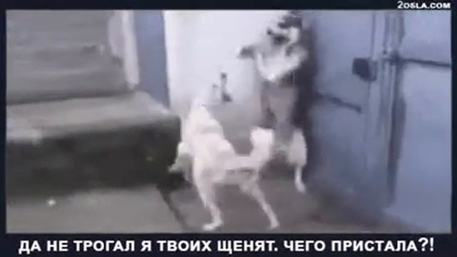 Не трогал я твоих щенят смотреть онлайн