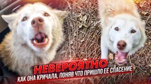 На трассу выкинули Хасику, она сперва испугавшись убежала, но потом... Я такие эмоции вижу впервые.